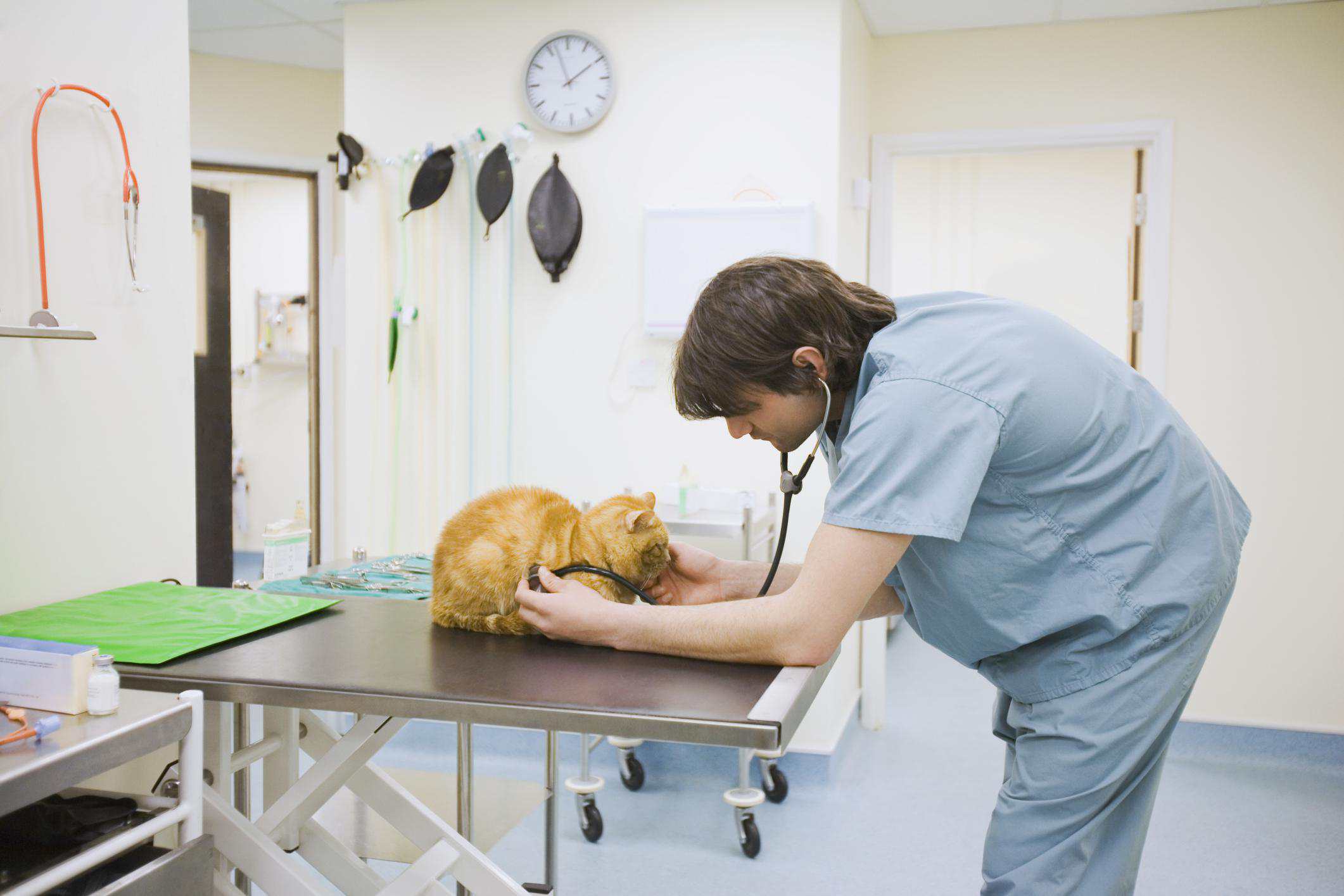 Обследование кошек. Ветеринар. Ветеринар осматривает кошку. Карьера ветеринара.