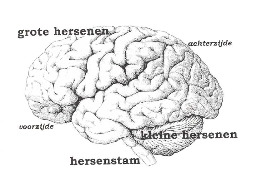 hersenen on emaze