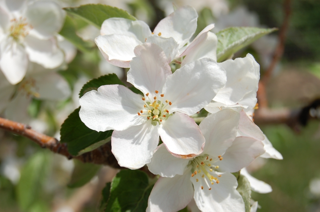 Ваши растения. Fiori. Taitu, i Fiori.