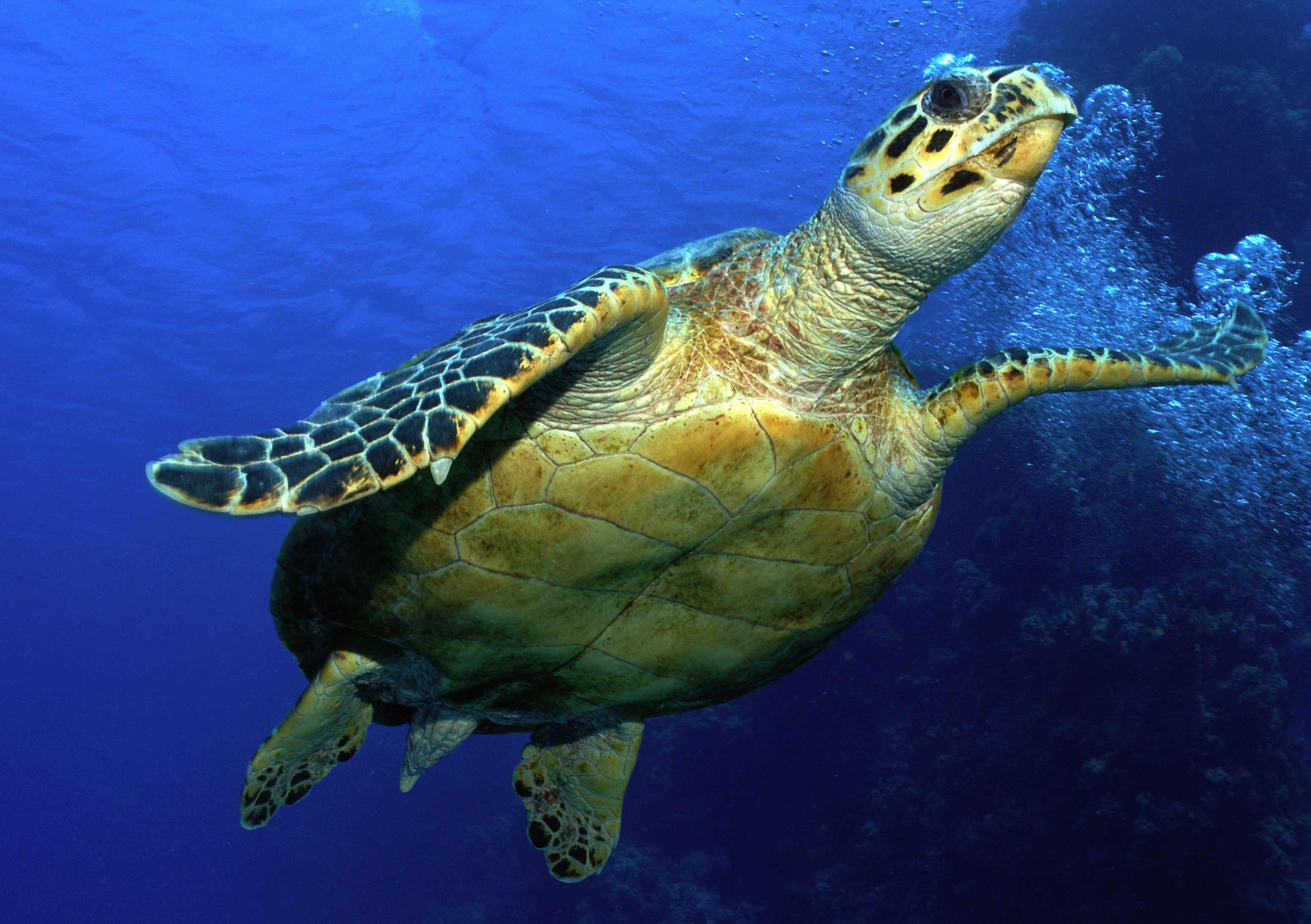 Крупное водное пресмыкающееся. Черепаха бисса (Каретта). Морская черепаха бисса настоящая Каретта. Черепаха Каретта (логгерхед). Зелёная черепаха и бисса.