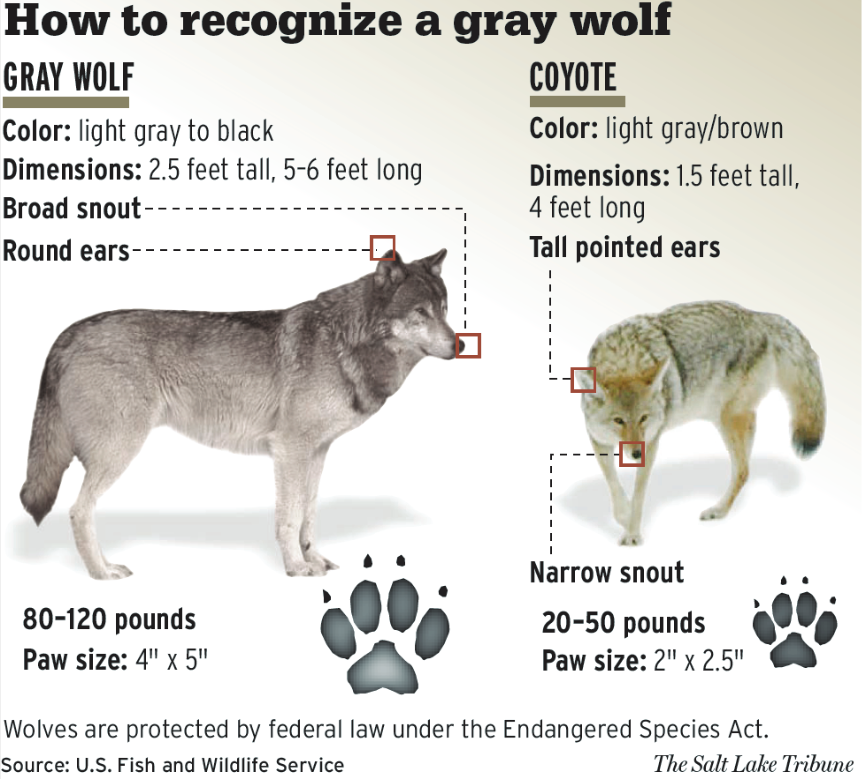 Wolves Height All About Wolves at emaze Presentation