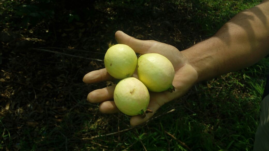 GUAVA PRODUCERS at emaze Presentation