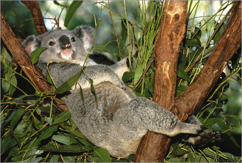 Коалы листья эвкалипта. Коала на эвкалипте. Эвкалипт дерево коала. Коала ест эвкалипт. Коала эвкалиптовый мишка.