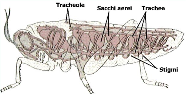 SISTEMA RESPIRATORIO on emaze