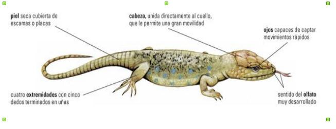 lagartijas on emaze