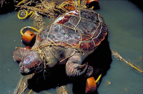 Image result for water pollution animals fish Image result for water pollution animals fish