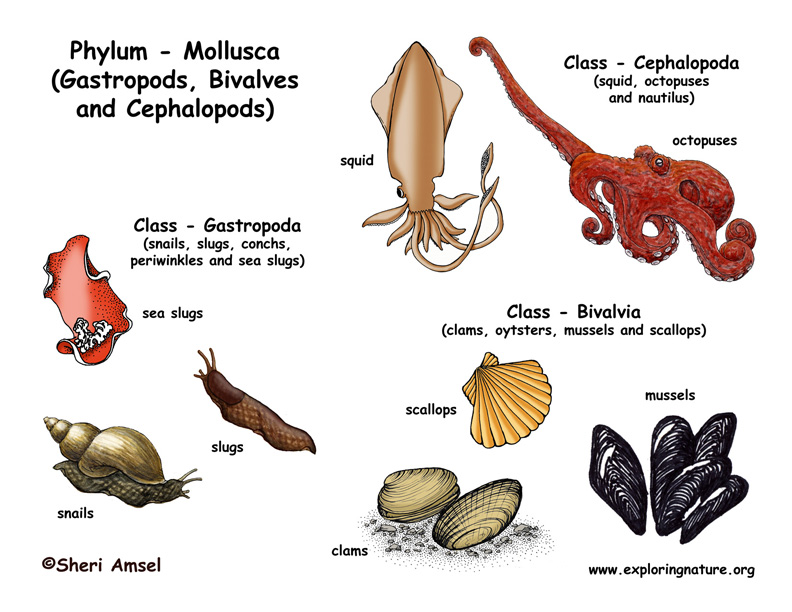 molluscs on emaze