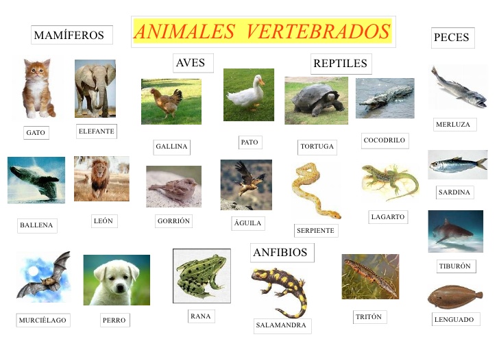 Clasificacion de reptiles