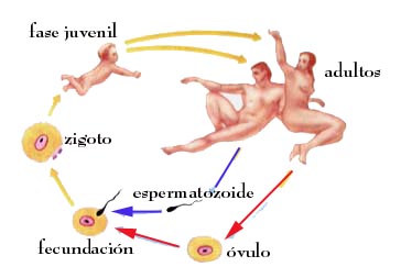 Resultado de imagen para reproduccion sexual