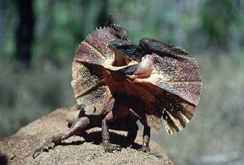 life cycle of a frilled lizard