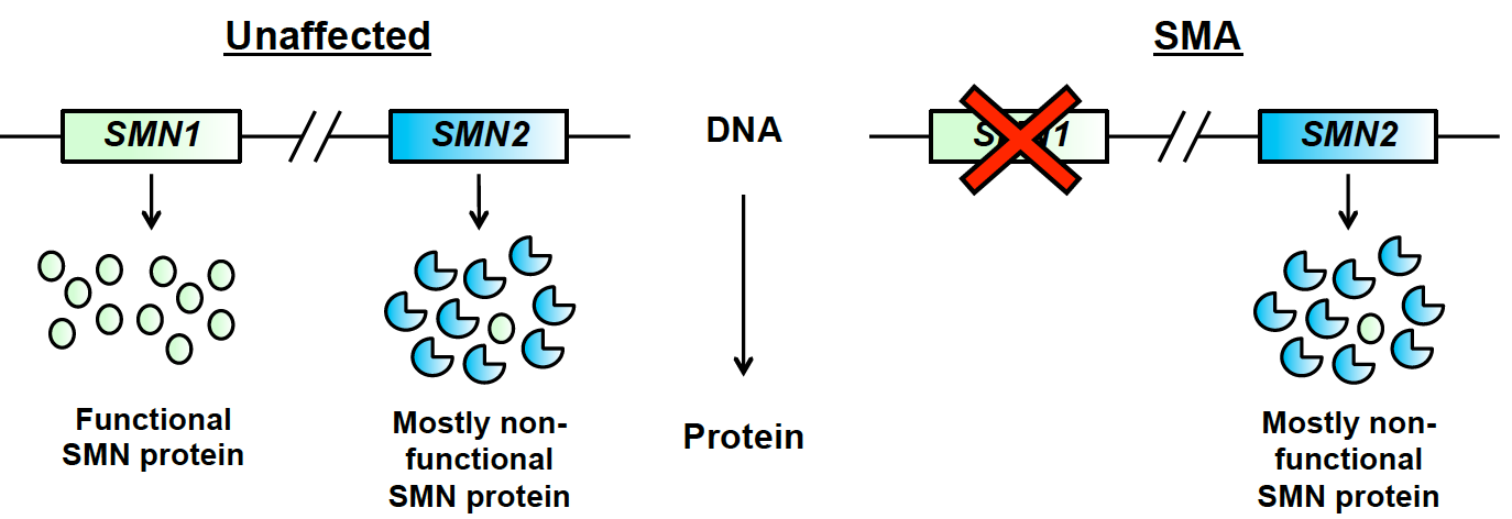 Sma software. Спинально мышечная атрофия SMN 1. Ген smn2. Sma smn1. Мутация в гене smn1.
