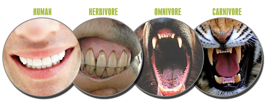 Types Of Teeth In Animal Based On Their Feeding Habits At Emaze 