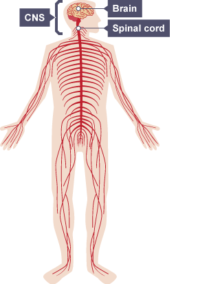 Y система. CNS 6.8. What Breaks off of the General nervous System?.