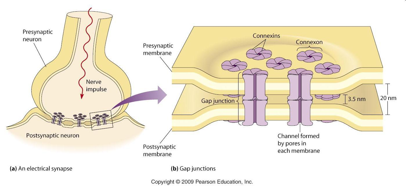 Химические и электрические синапсы. Химический синапс гистология. Электрический синапс. Коннексоны электрического синапса. Электрический синапс гистология.