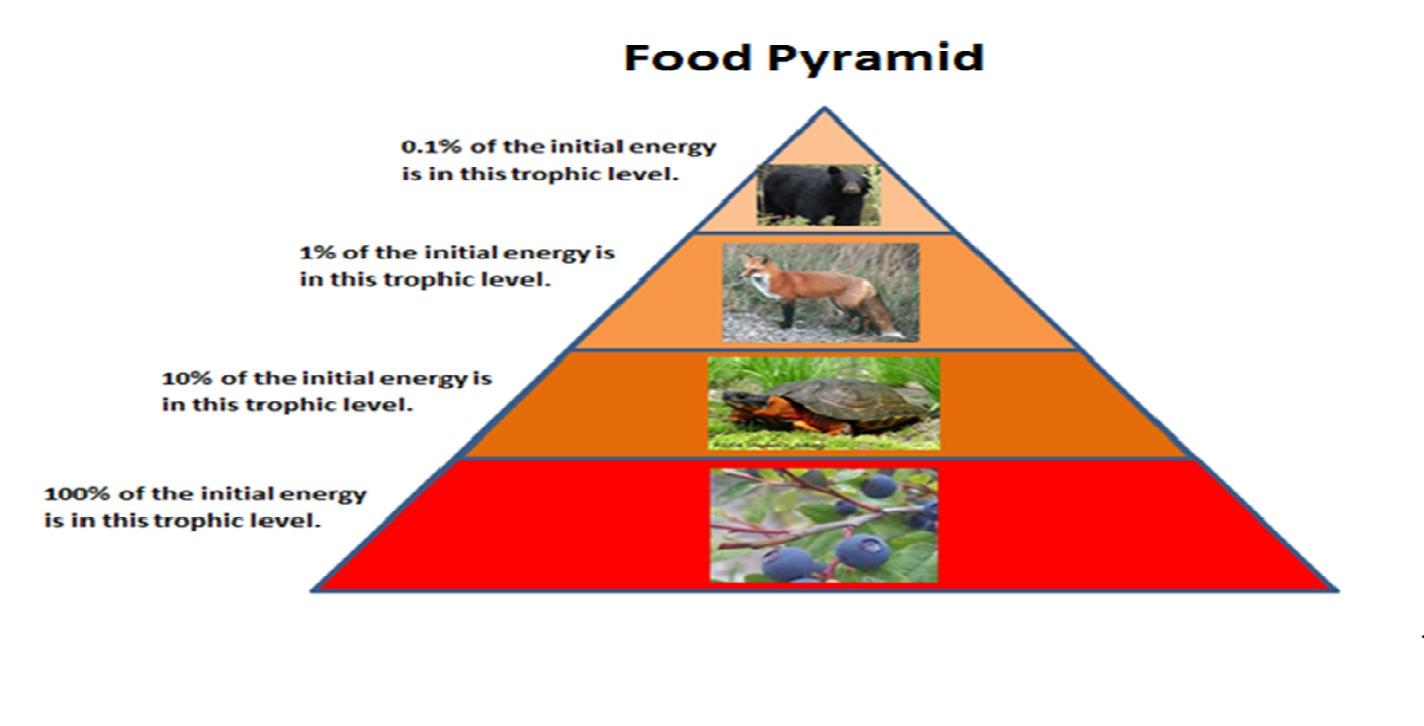 education-poster-of-biology-for-food-webs-diagram-1778184-vector-art-at