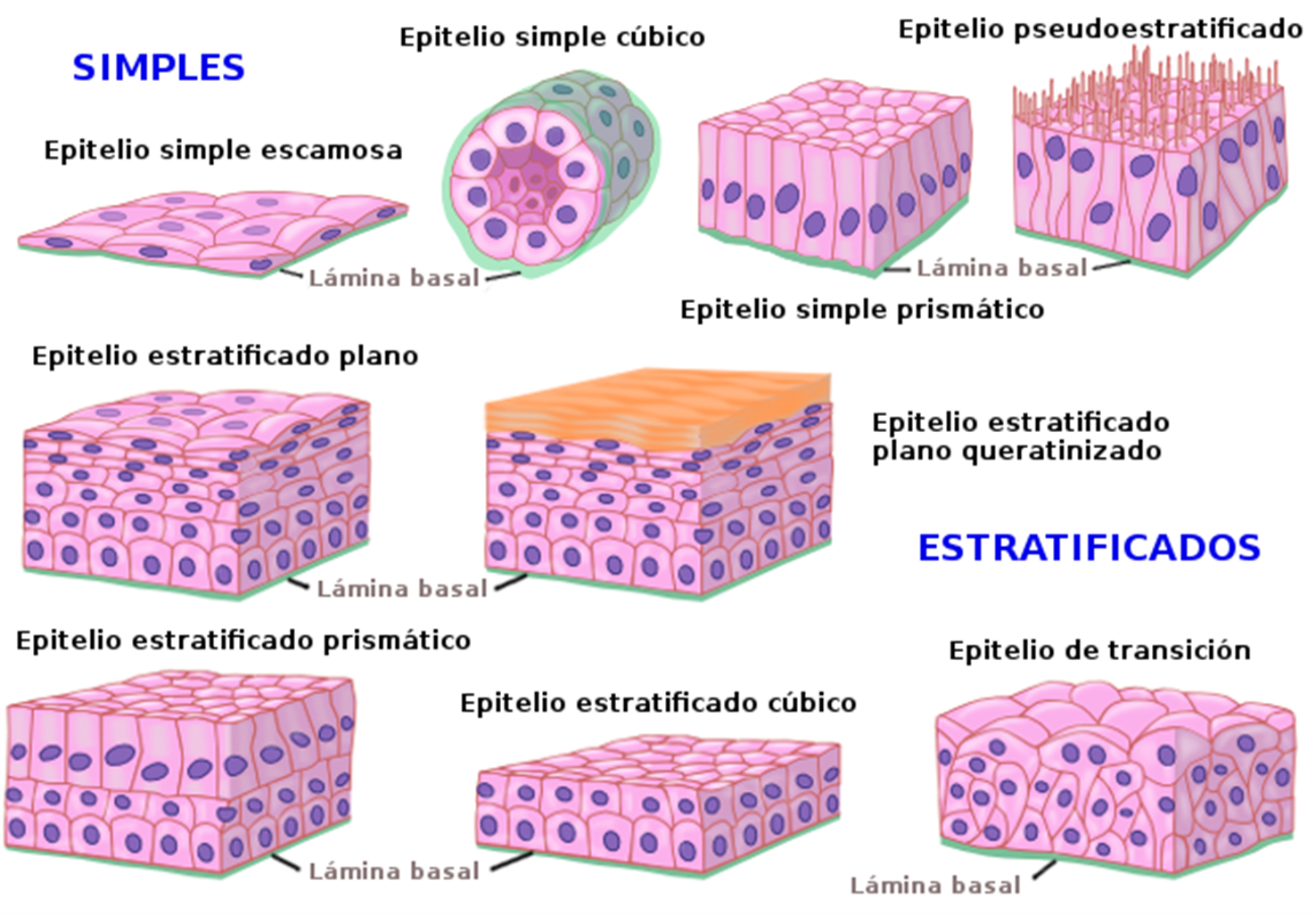 Que Es El Epitelio Del Esofago