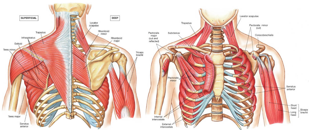 Shoulder Joint on emaze