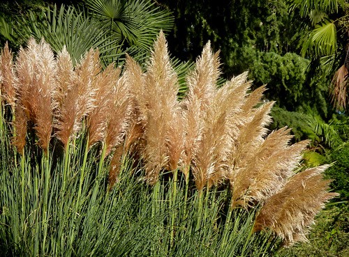 мискантус yakushima dwarf. кортадерия селло пампасная трава. Vискантус китайская малепарту. злак с метельчатыми соцветиями. вейник короткохохолковый.