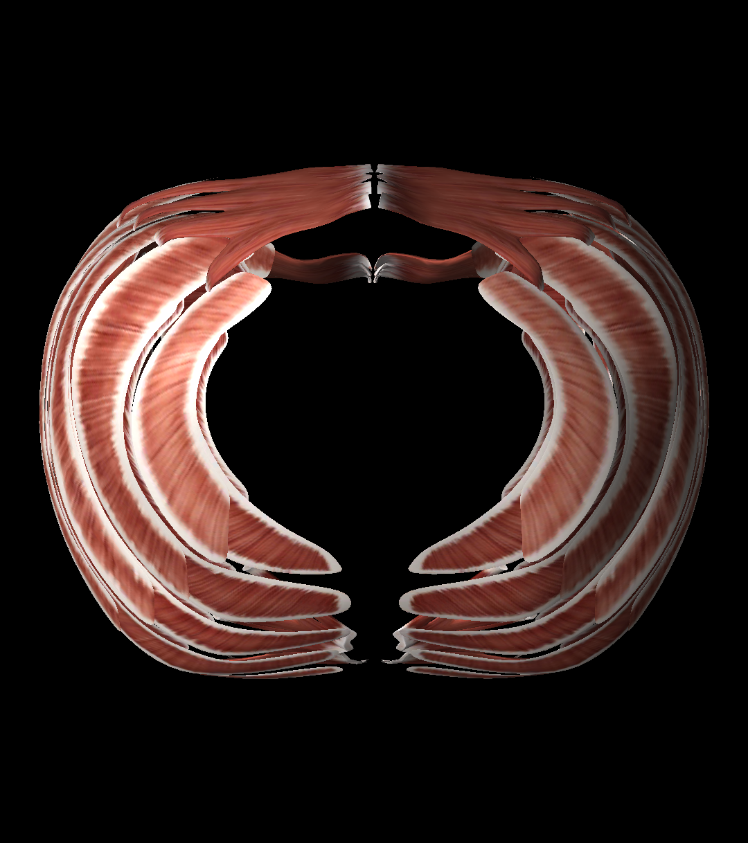 Intercostal muscles at emaze Presentation