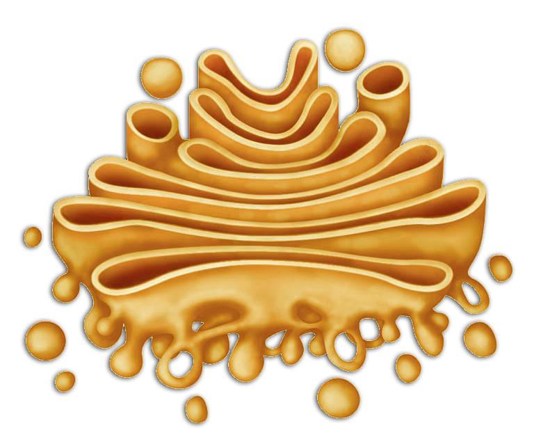 Аппарат гольджи картинка