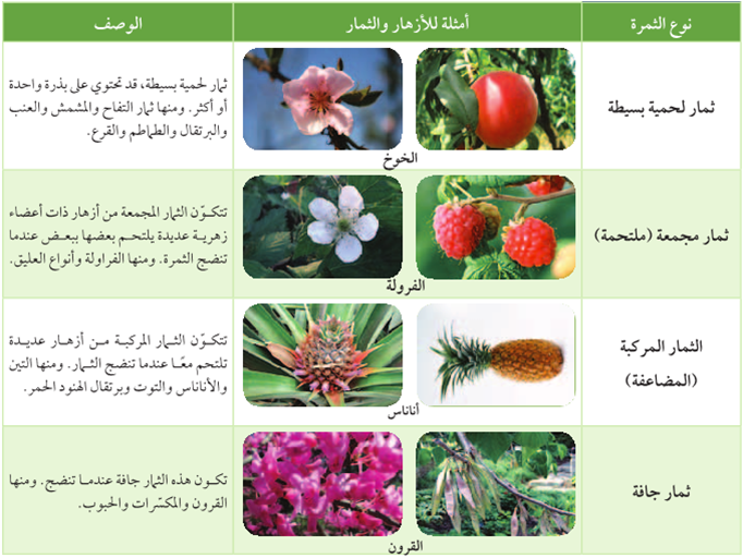 خروج الماء على هيئة بخار من أجزاء النبات يسمى النتح