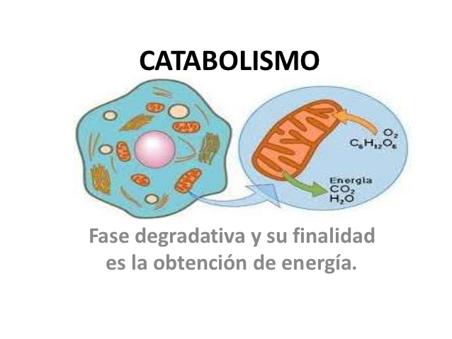 Resultado de imagen para degradacion de moleculas