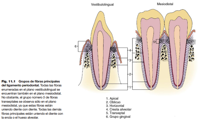 Periodonto: Lig. periodontal at emaze Presentation