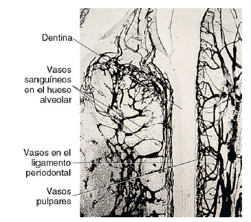 Periodonto: Lig. periodontal on emaze