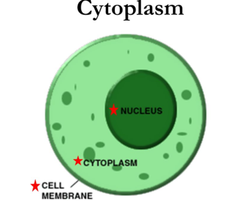 Cell system vs Computer system on emaze