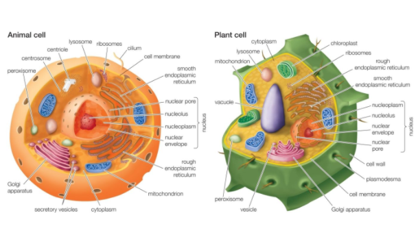 Cell system vs Computer system on emaze