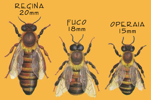 Ape By Giove72 On Emaze