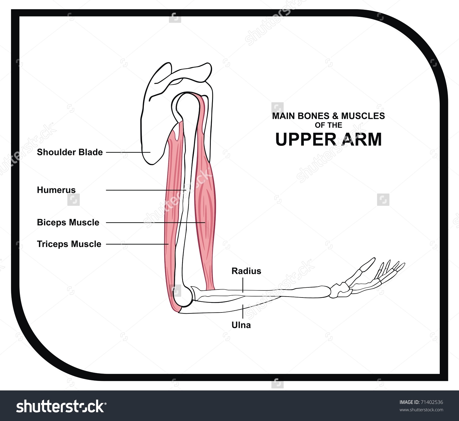 Arm перевод. Upper Arm. Upper Arm и Shoulder разница. Upper Arm перевод. Main muscles and Bones.