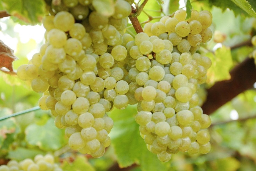 Сорт белого вина 7. Сорт винограда Сурученский. Сурученский белый виноград. Шардоне сорта белого винограда. Мальвазия виноград.