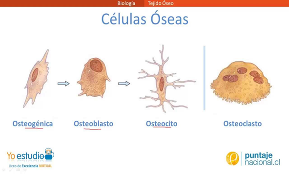 Resultado de imagen de células del tejido óseo