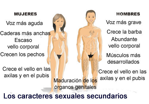 Libra hombres caracteristicas