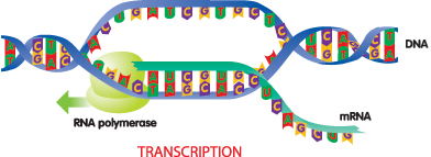 DNA Transcription. Транскрипция ДНК рисунок. Транскрипция РНК. Транскрипция ДНК гифка. Слово 8 транскрипция