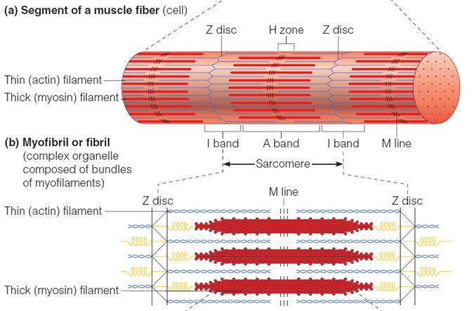 structure-of-striated-muscle-fibre-structure-of-a-muscle-cell