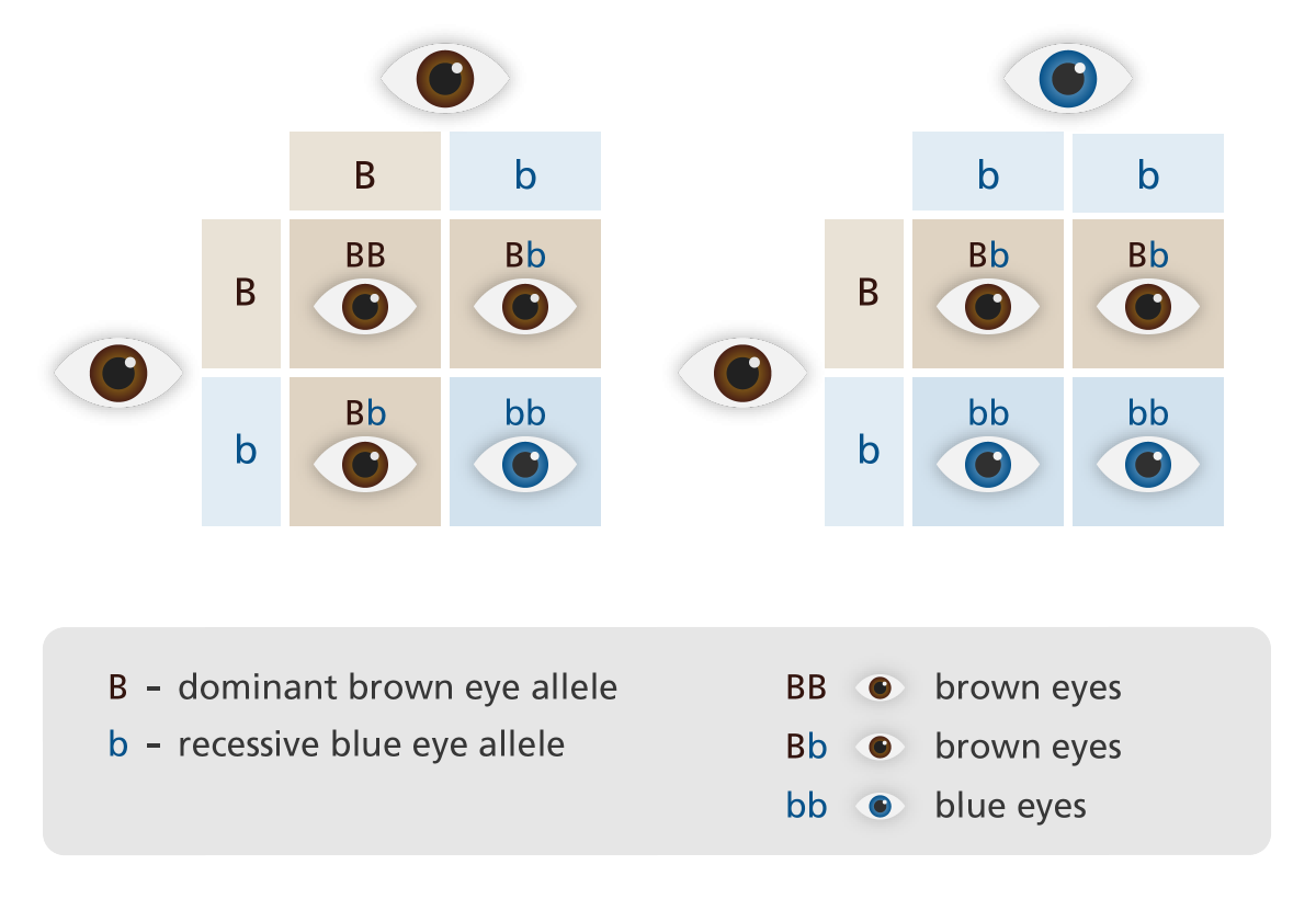 what traits are dominant and recessive