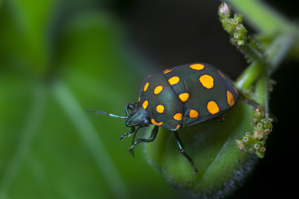 Zuran Insect PAISAJES CÁLIDOS on emaze
