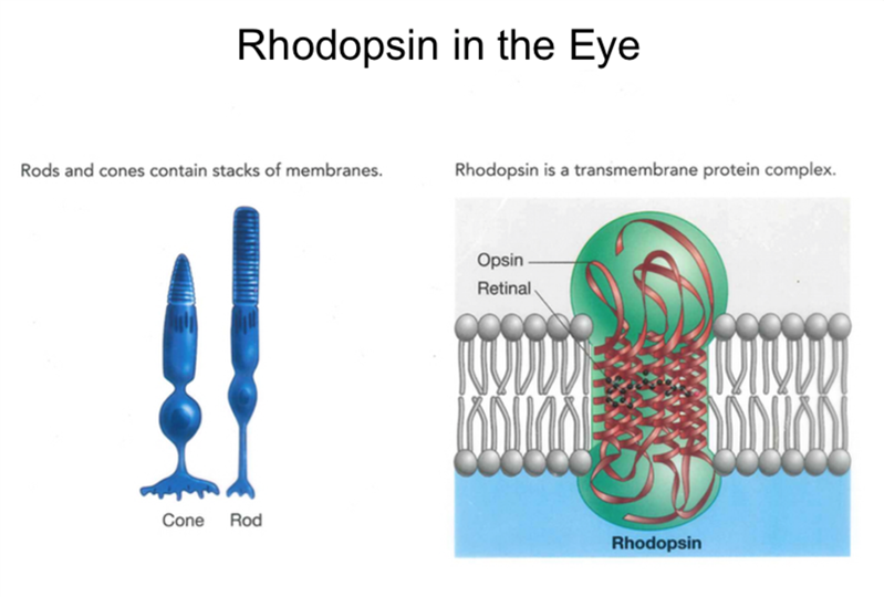 Родопсин и йодопсин. Колбочки родопсин. Пигмент родопсин. Родопсин в палочках.