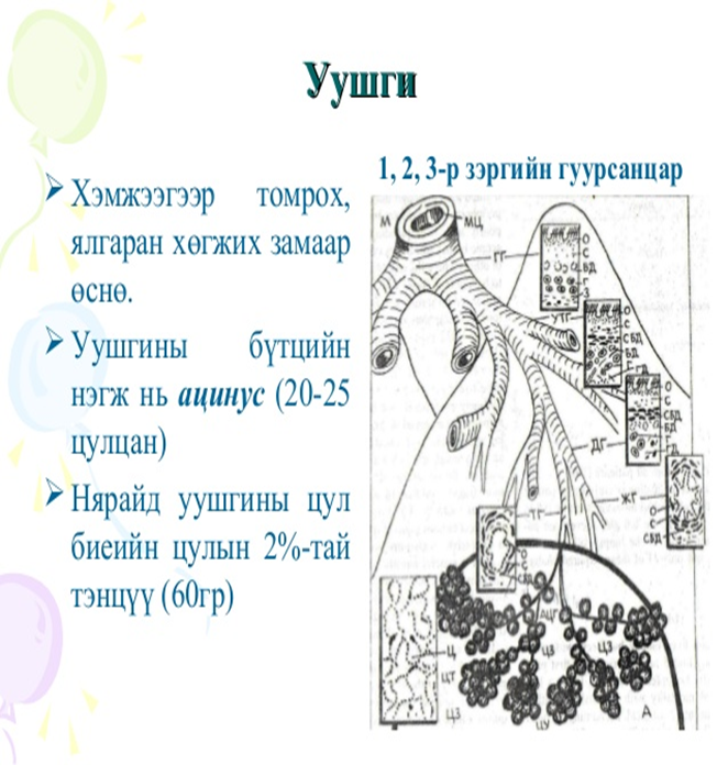 Амьсгалын эрхтэн тогтолцоо on emaze