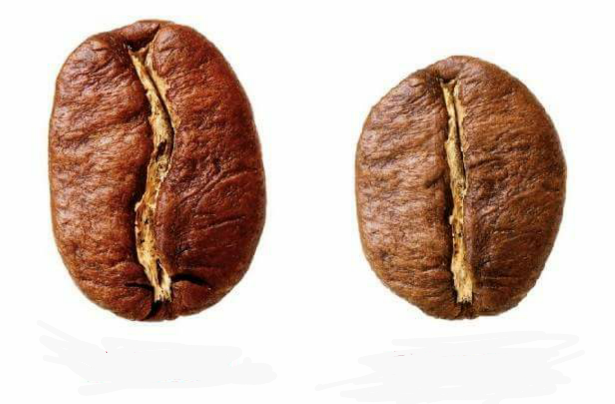 Кофе робуста отличается. Арабика Робуста разница. Зерно Арабика и Робуста разница. Робуста Арабика Либерика Эксцельса. Кофе Арабика или Робуста.