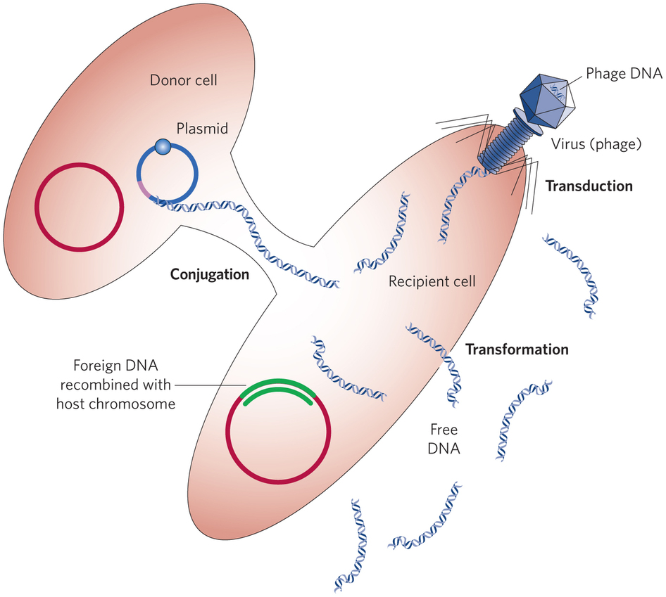 Transfer de. Gene Flow. Genetic Drift and Gene Flow. Donor Cells.