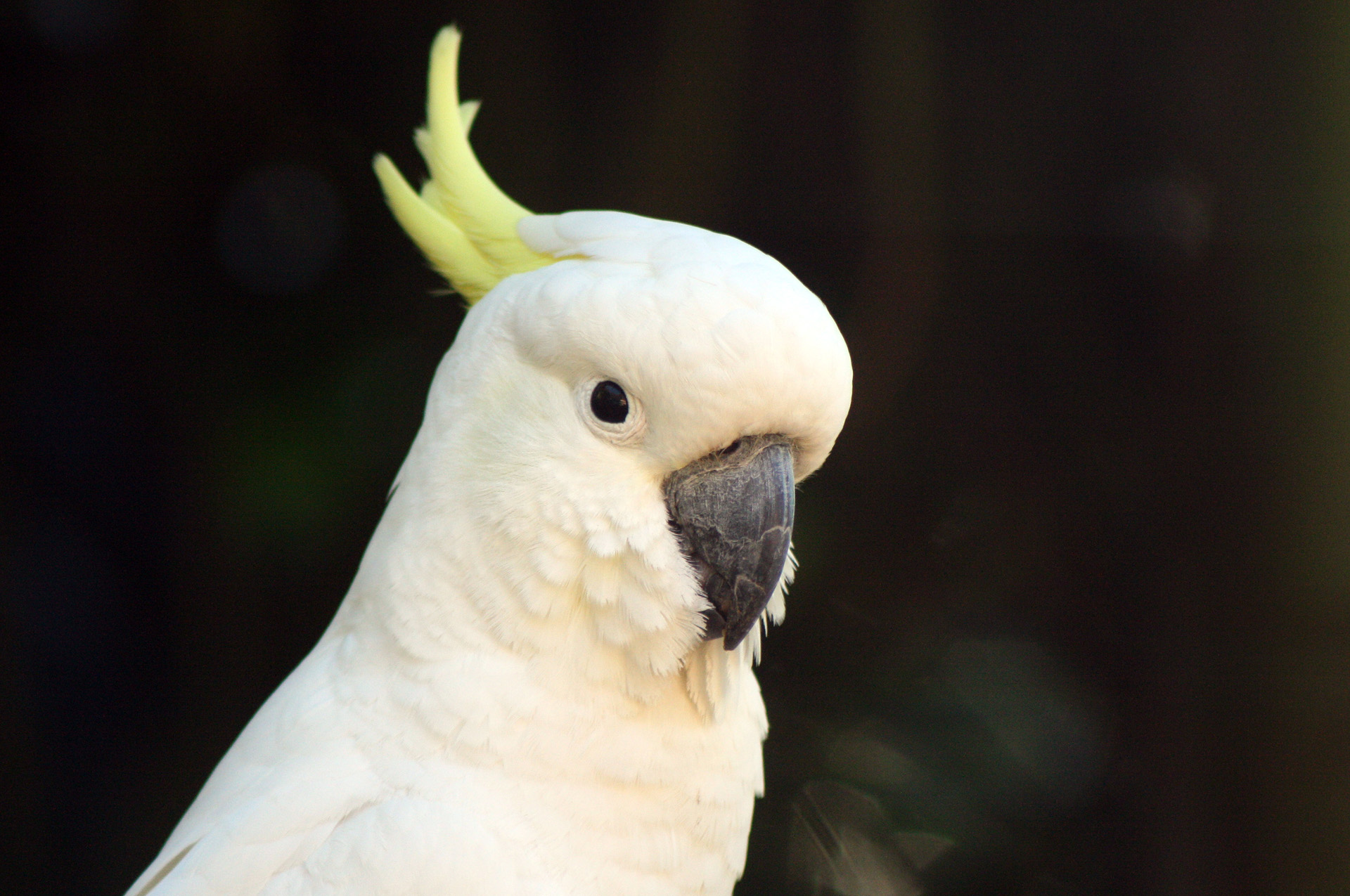 Cockatoo Peekaboo