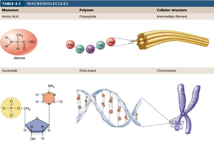 Unit1& 2 Chemistry of Life and Biochemistry Review.pptx on emaze