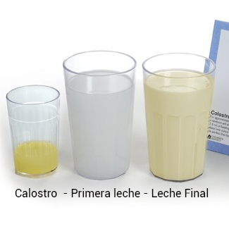 Tipos de leche materna oms