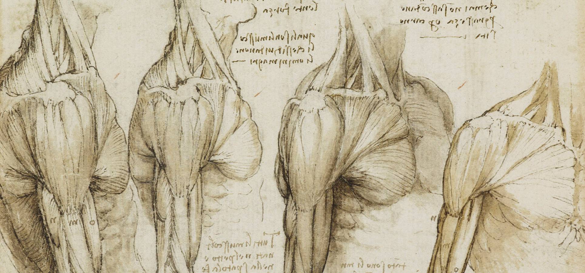 Трупный синод. Леонардо да Винчи мышцы. Зарисовки Леонардо да Винчи анатомия.