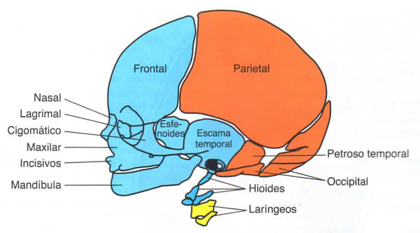 Desarrollo del cráneo (Embriología) on emaze
