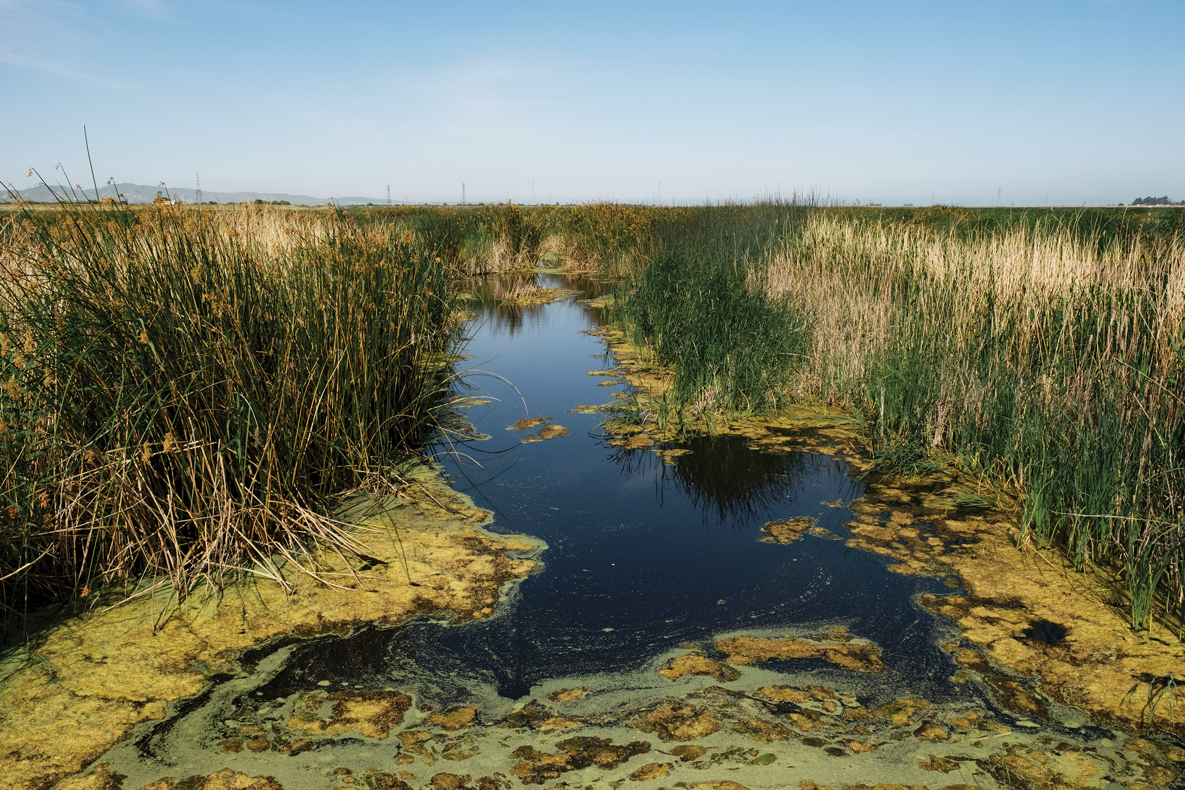 Inch marshes. Маршевое болото. Цветущее болото. Солоноватые болота. Соленое болото.