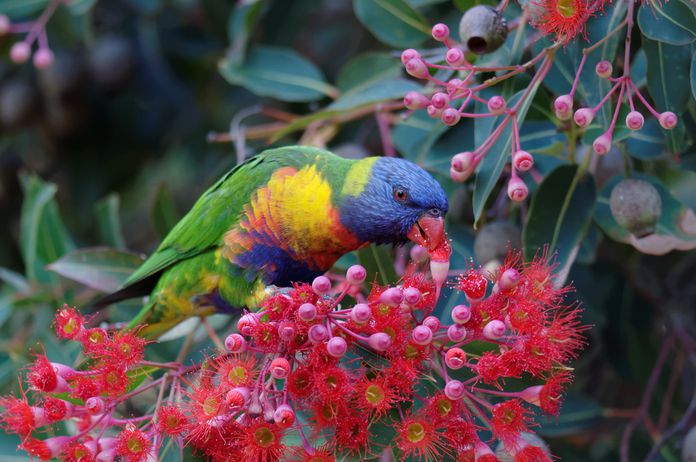 rainbow lorikeet on emaze